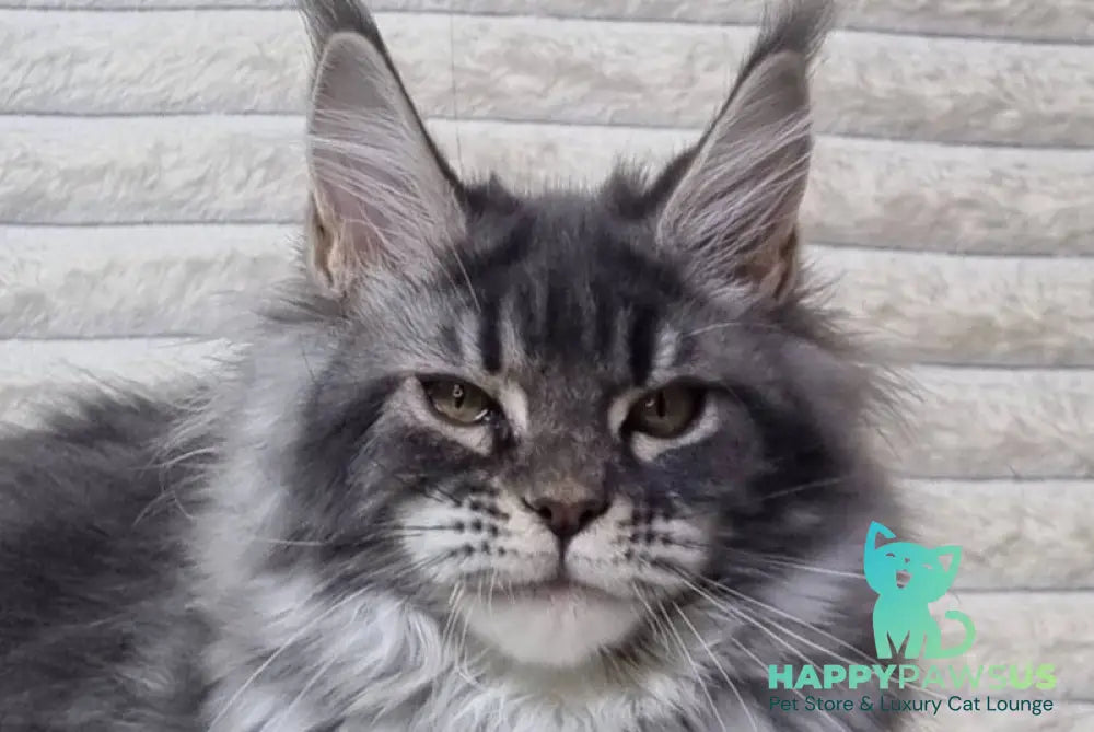 Masy Maine Coon female blue tabby live animals