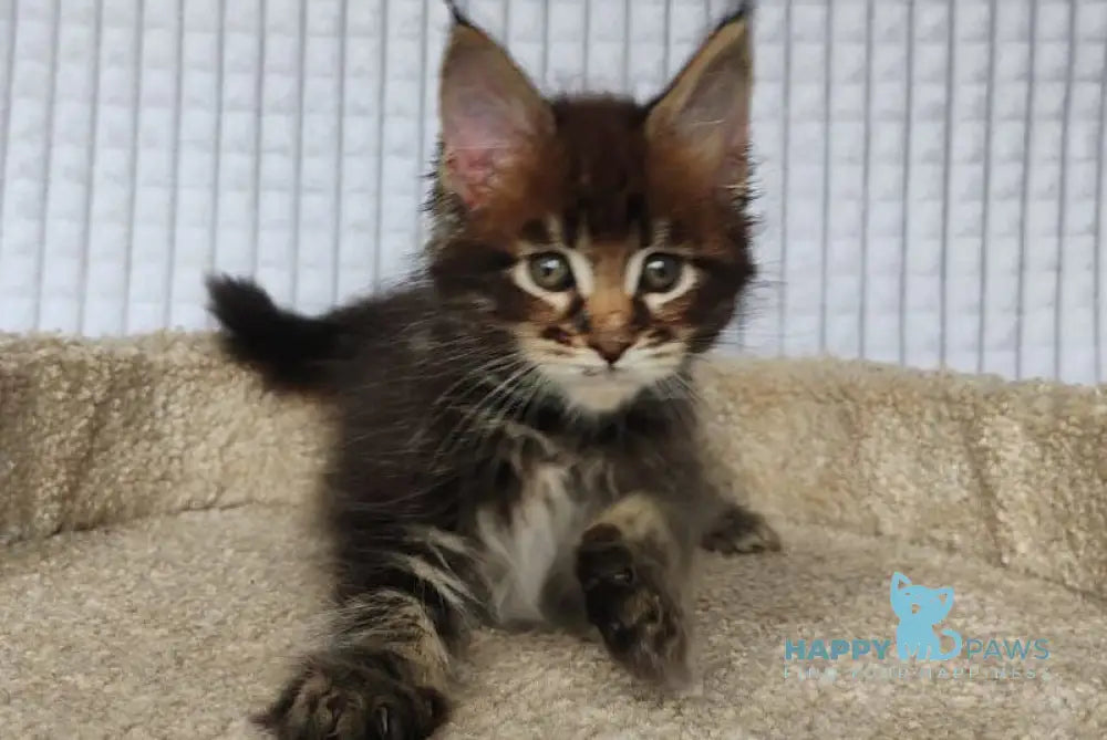 Mateo Maine Coon male black tabby live animals