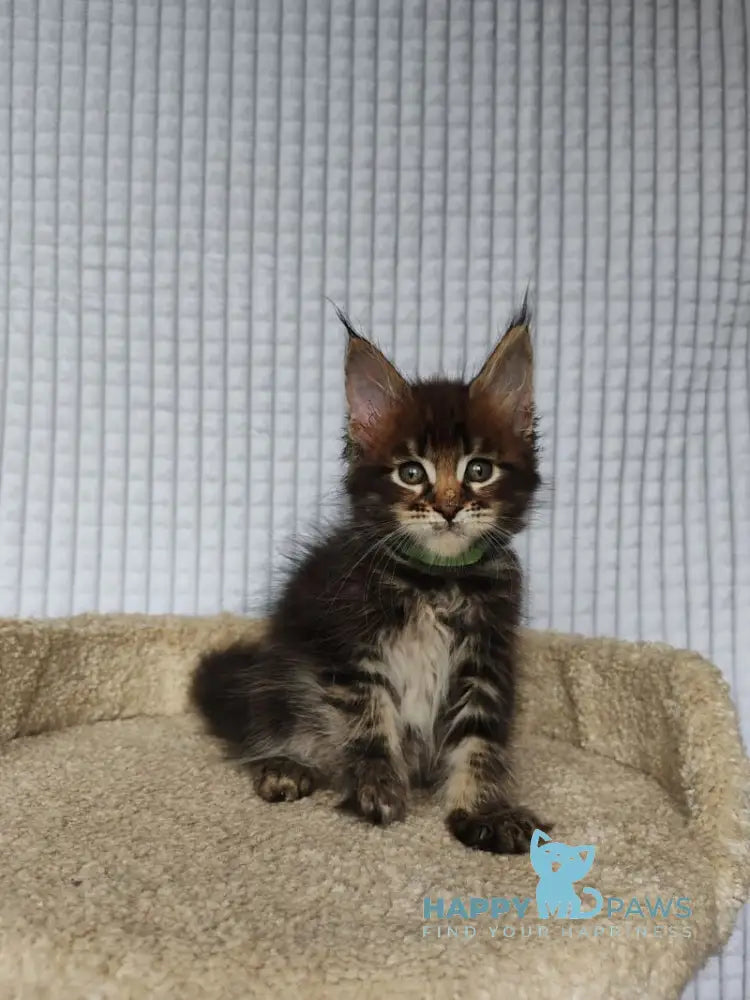 Mateo Maine Coon male black tabby live animals