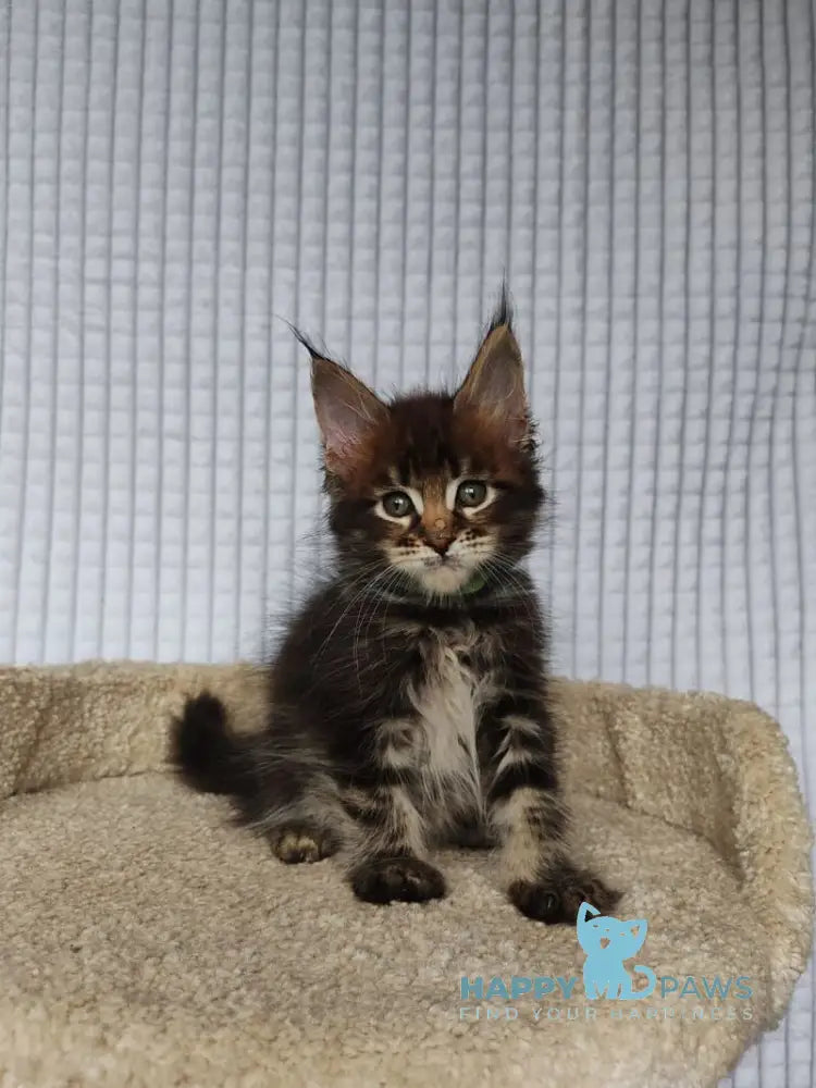 Mateo Maine Coon male black tabby live animals