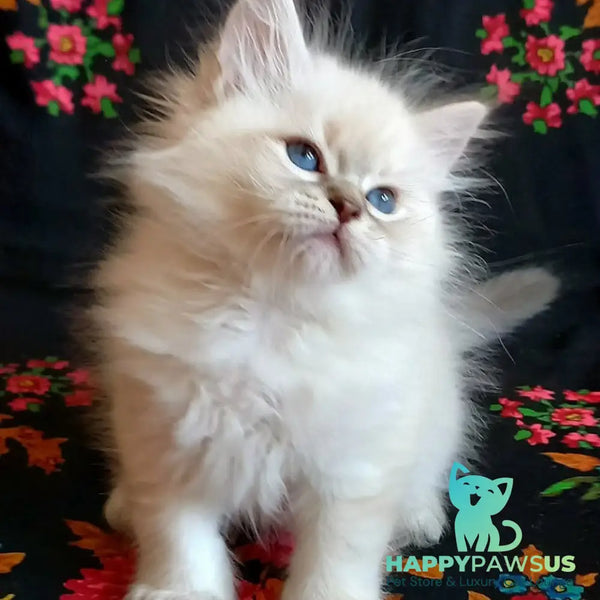 Mathias Siberian male blue tabby pointed - live animals