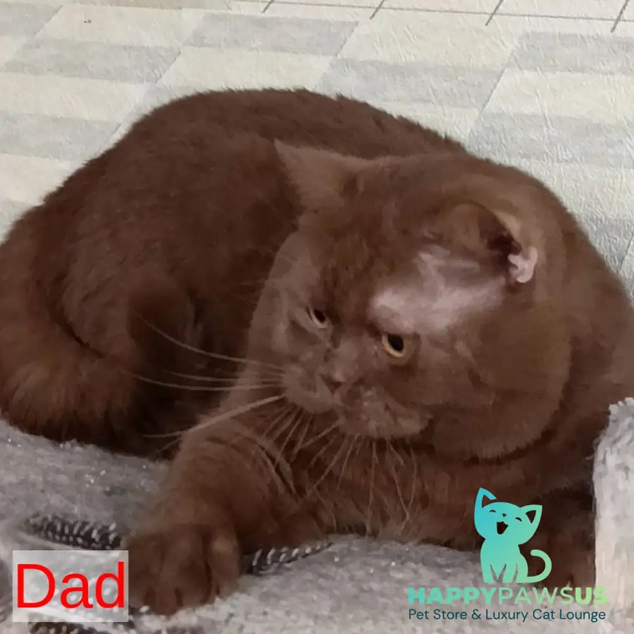 Matilda British Shorthair female lilac tortie - live animals