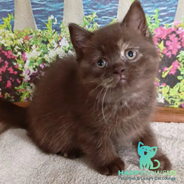 Matilda British Shorthair female lilac tortie - live animals