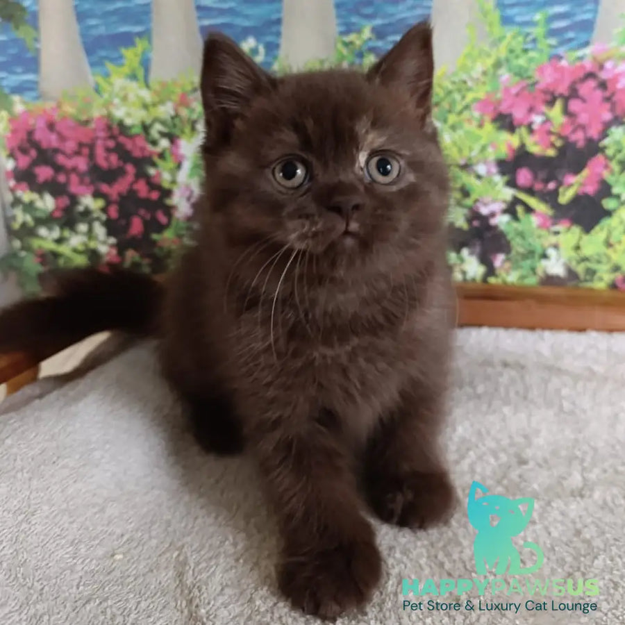 Matilda British Shorthair female lilac tortie - live animals