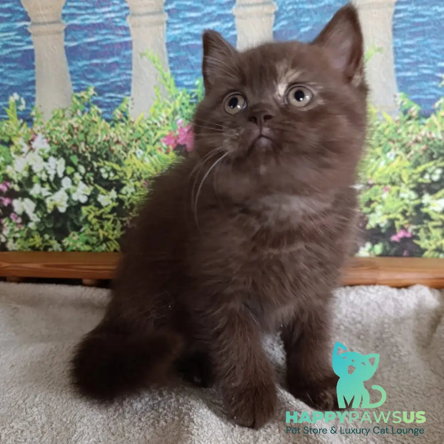 Matilda British Shorthair female lilac tortie - live animals