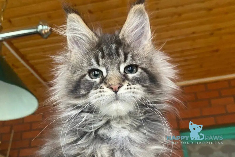 Matilda Maine Coon female black tabby live animals