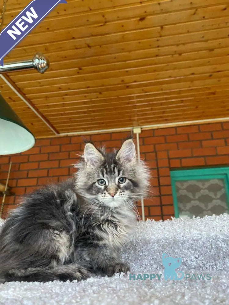 Matilda Maine Coon female black tabby live animals