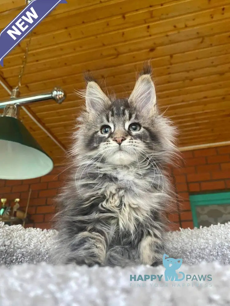 Matilda Maine Coon female black tabby live animals