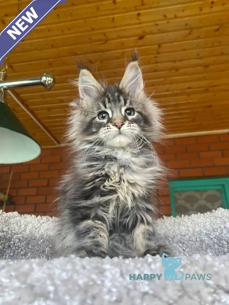 Matilda Maine Coon female black tabby live animals