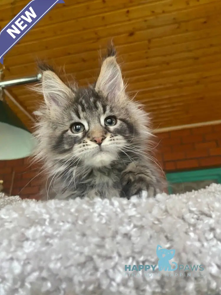 Matilda Maine Coon female black tabby live animals