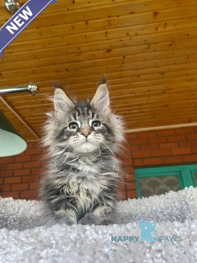 Matilda Maine Coon female black tabby live animals
