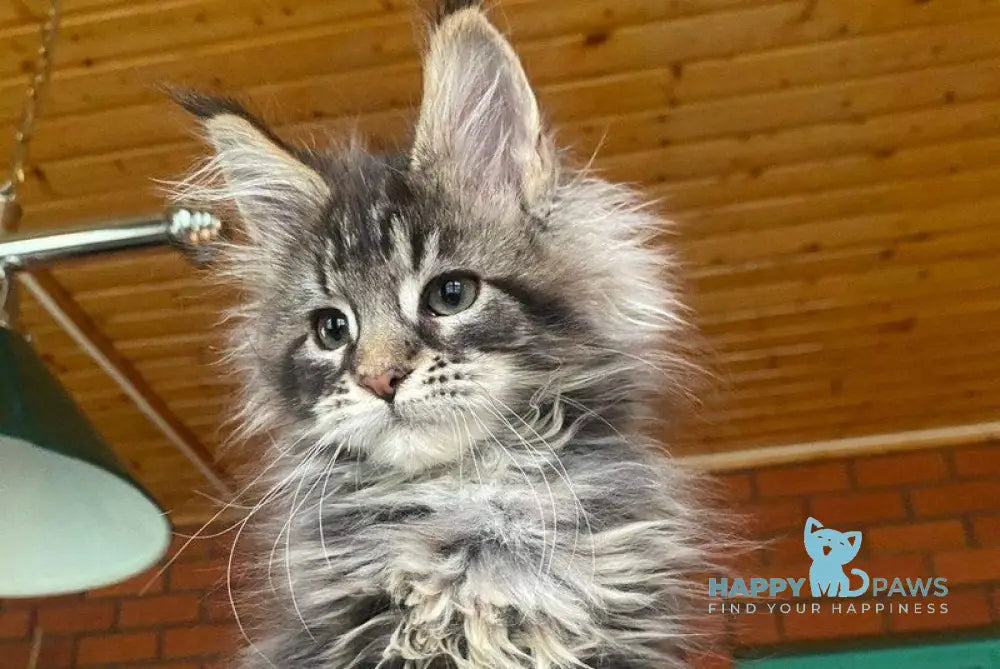 Matilda Maine Coon female black tabby live animals