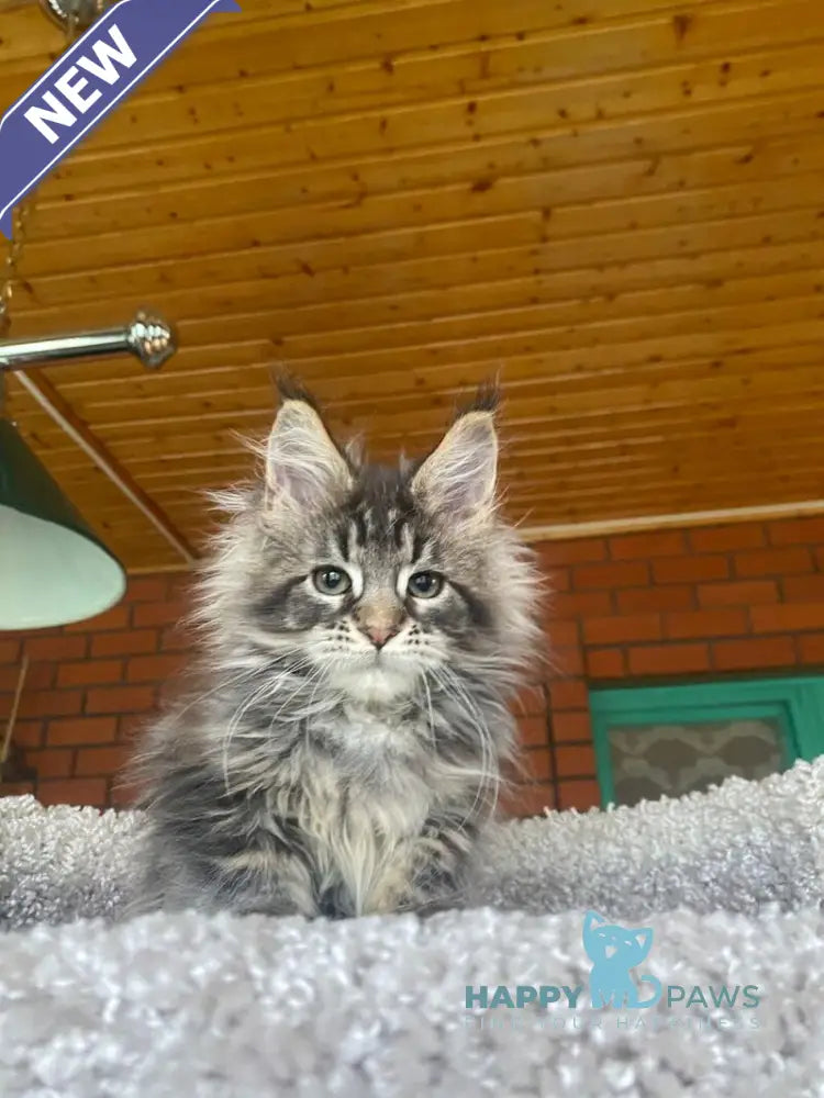 Matilda Maine Coon female black tabby live animals