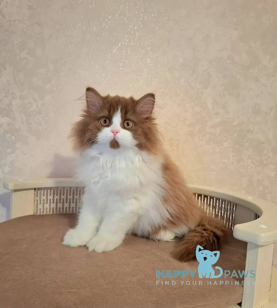 Matilda Selkirk Straight female cinnamon bicolour live animals