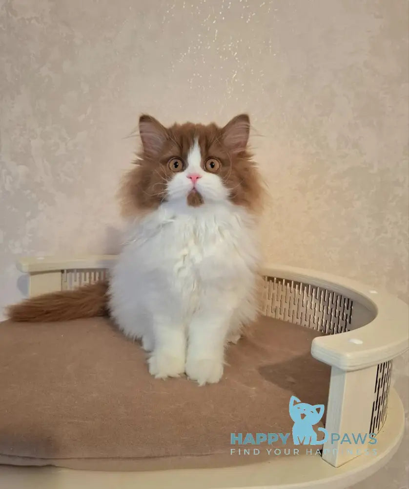 Matilda Selkirk Straight female cinnamon bicolour live animals