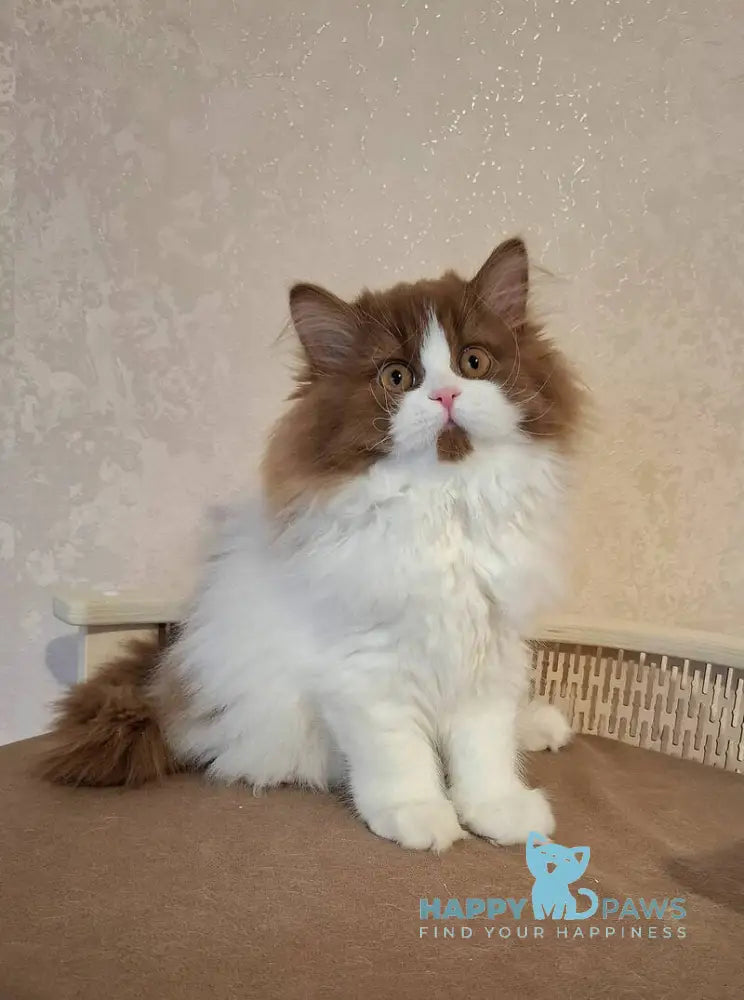 Matilda Selkirk Straight female cinnamon bicolour live animals