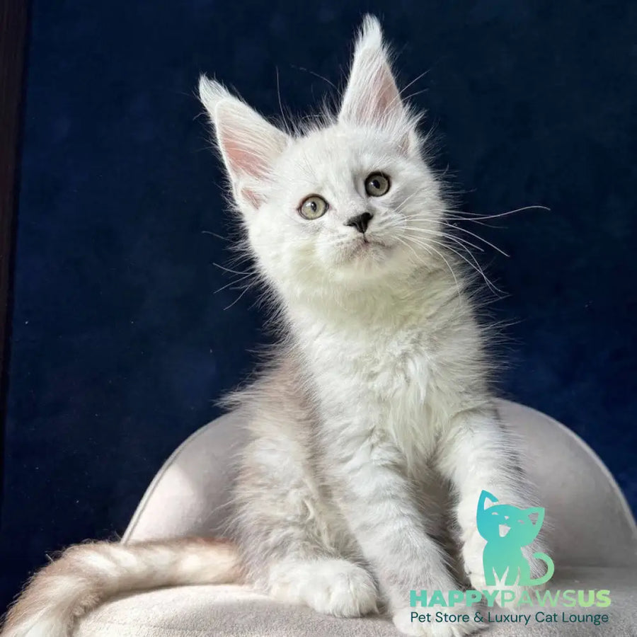 Matt Maine Coon male black silver spotted tabby - live animals