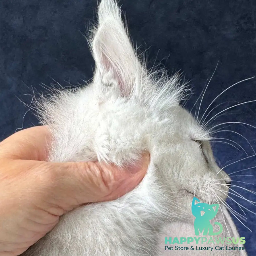 Matt Maine Coon male black silver spotted tabby - live animals