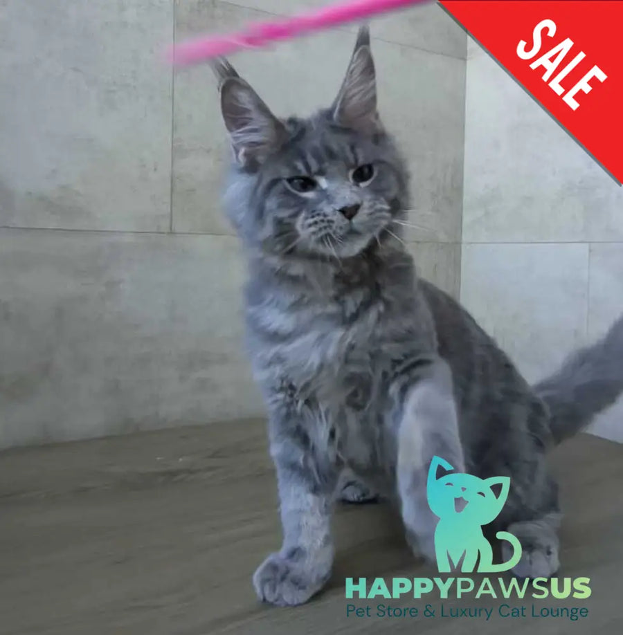 Matthew Maine Coon male blue tabby - live animals