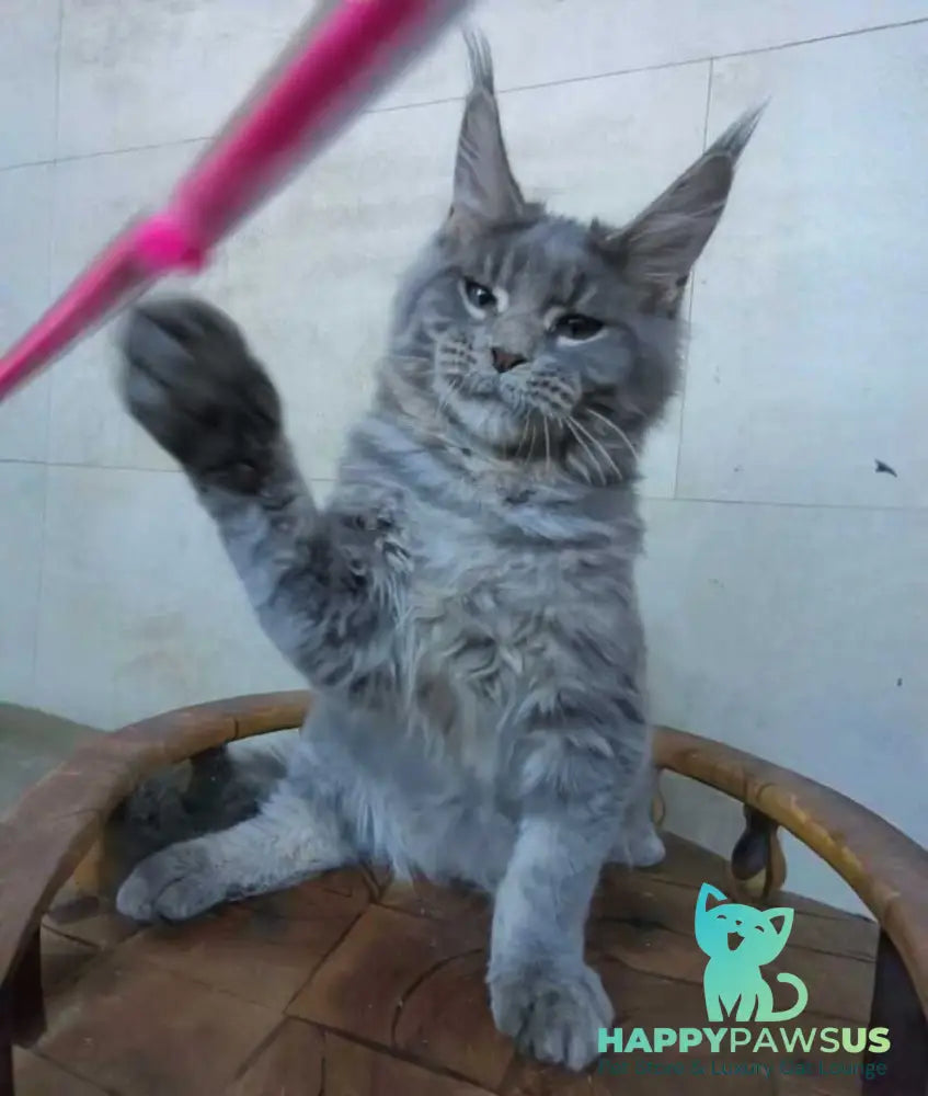 Matthew Maine Coon male blue tabby - live animals