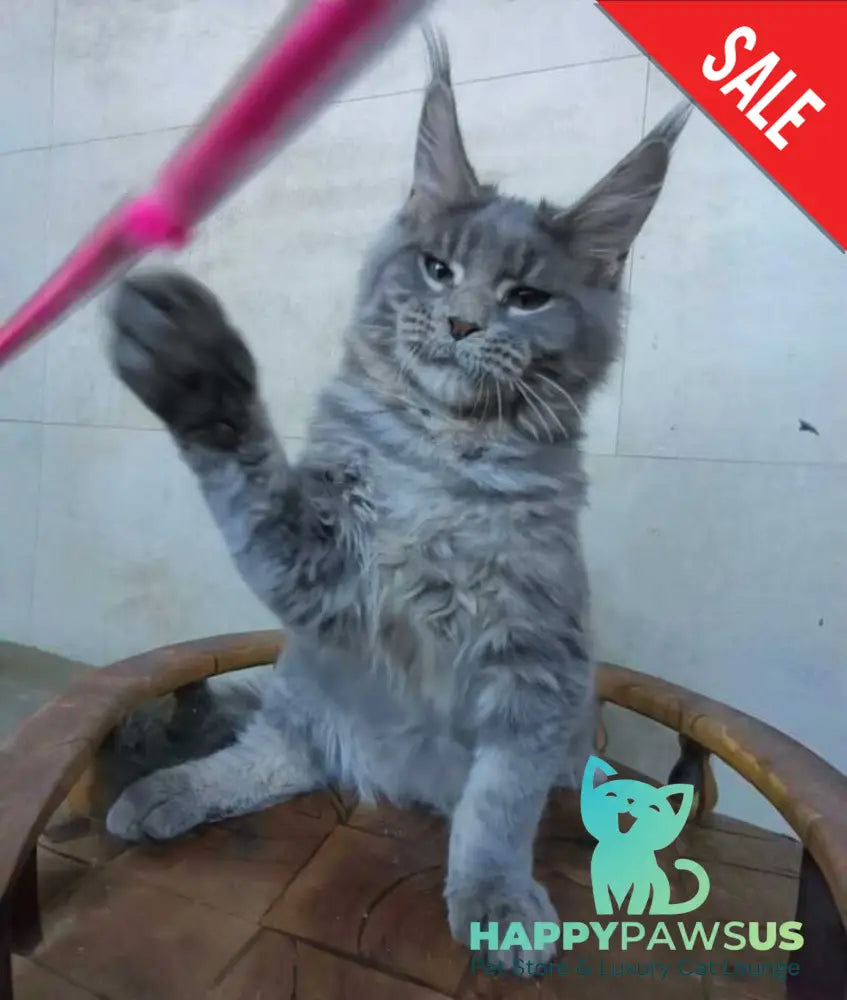 Matthew Maine Coon male blue tabby - live animals