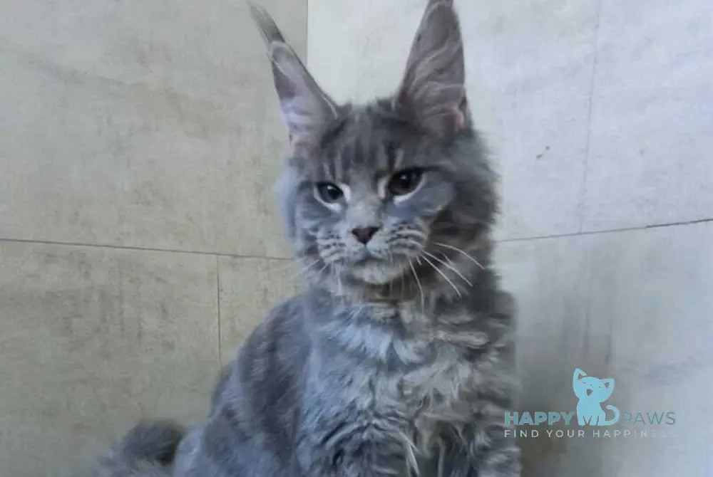 Matthew Maine Coon male blue tabby - live animals