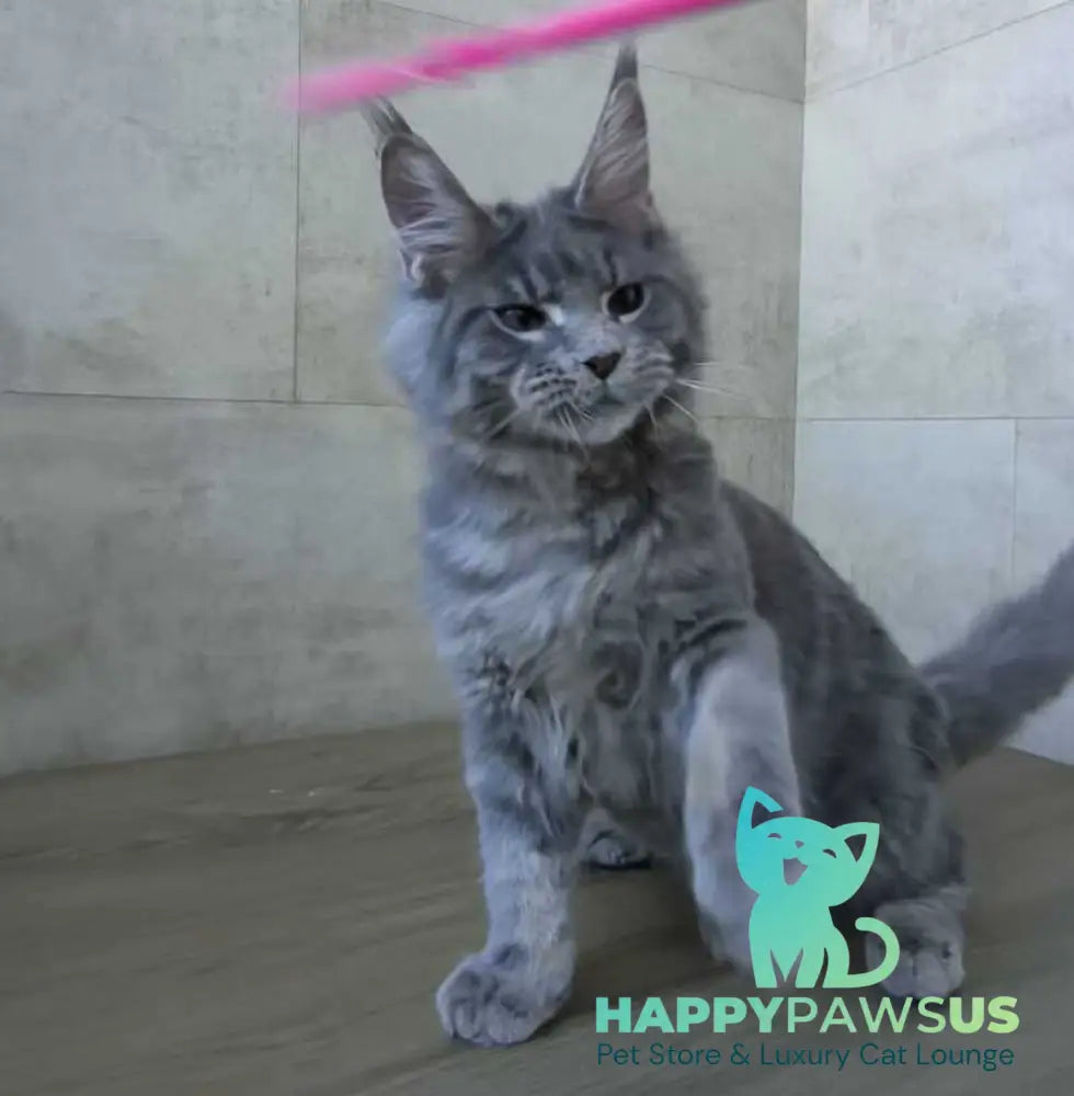 Matthew Maine Coon male blue tabby - live animals