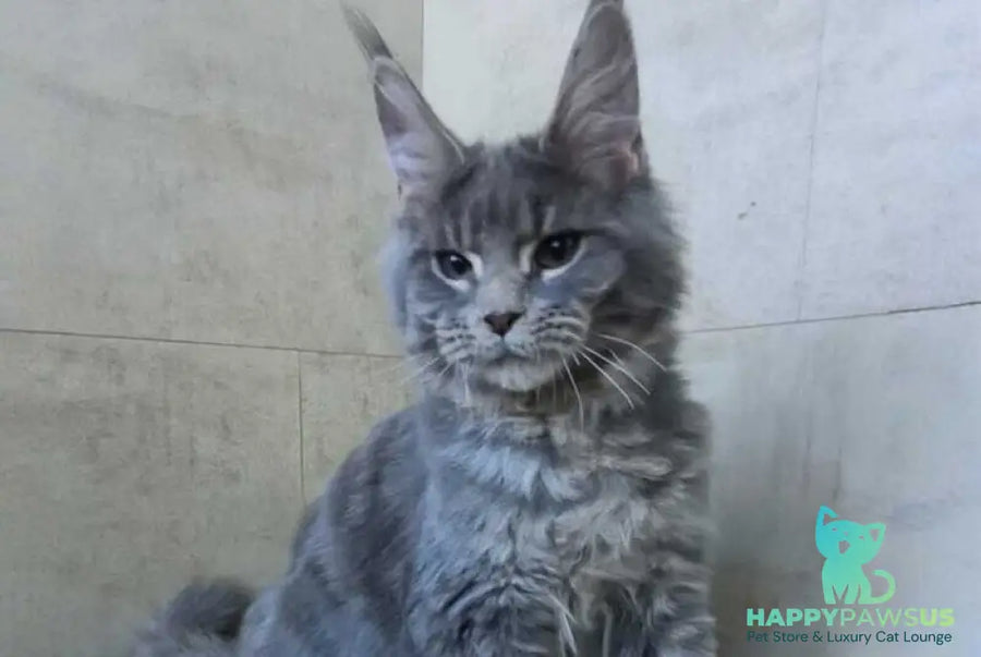 Matthew Maine Coon male blue tabby - live animals
