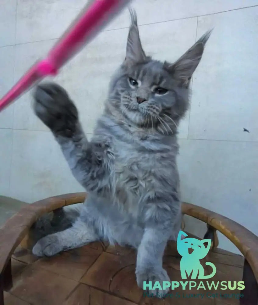 Matthew Maine Coon male blue tabby - live animals