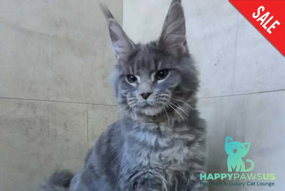 Matthew Maine Coon male blue tabby - live animals