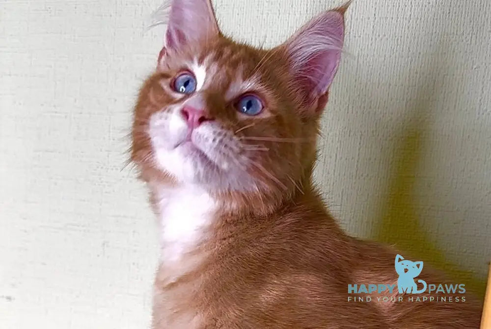 Matvey Maine Coon male red silver with white live animals