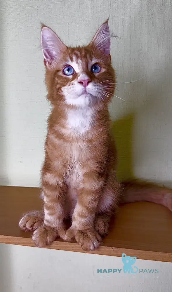 Matvey Maine Coon male red silver with white live animals