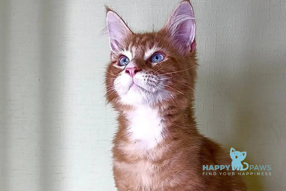 Matvey Maine Coon male red silver with white live animals