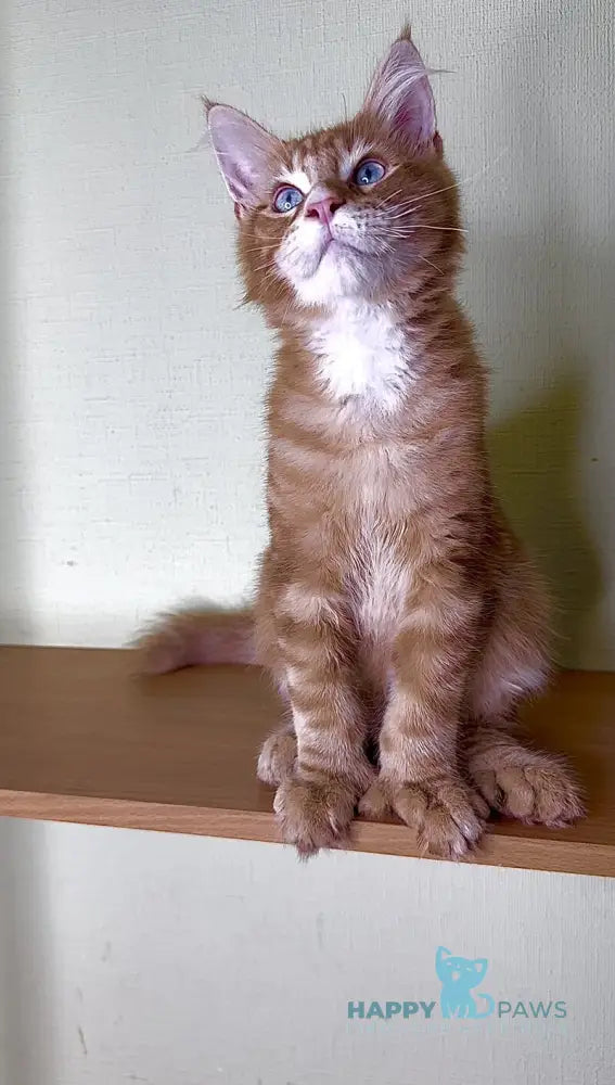 Matvey Maine Coon male red silver with white live animals