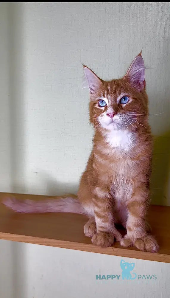 Matvey Maine Coon male red silver with white live animals
