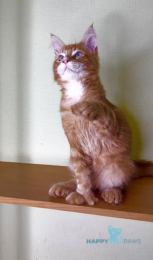 Matvey Maine Coon male red silver with white live animals