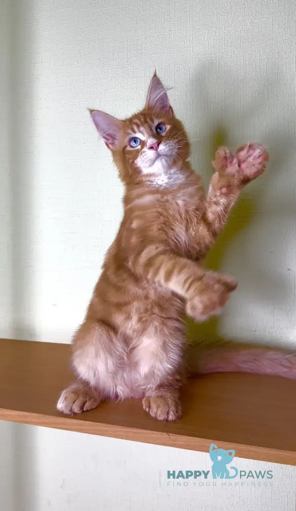 Matvey Maine Coon male red silver with white live animals