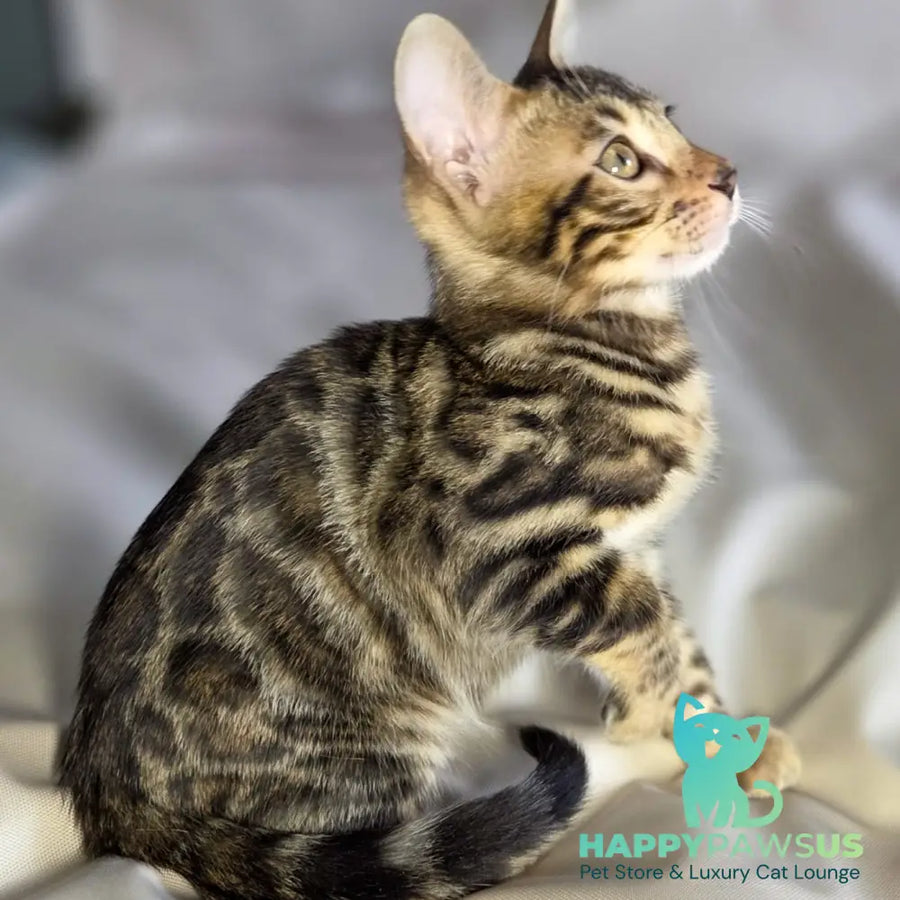 Maui Bengal male black spotted tabby - live animals