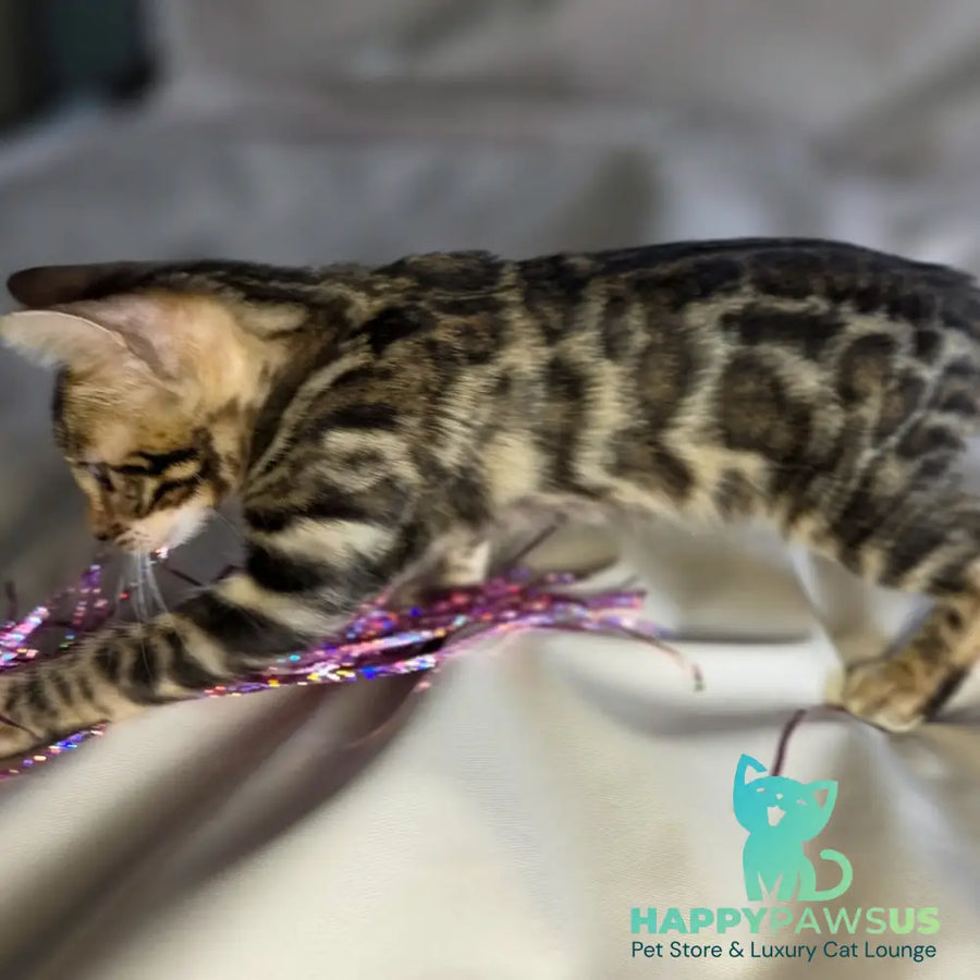 Maui Bengal male black spotted tabby - live animals