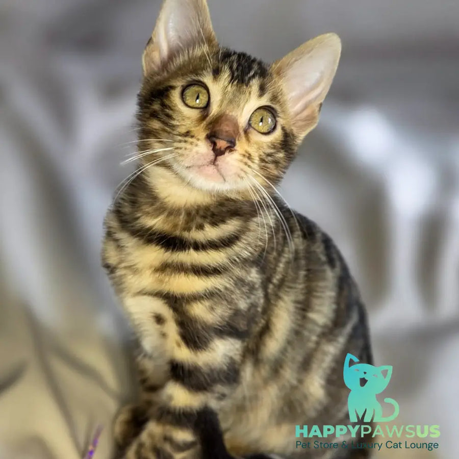 Maui Bengal male black spotted tabby - live animals