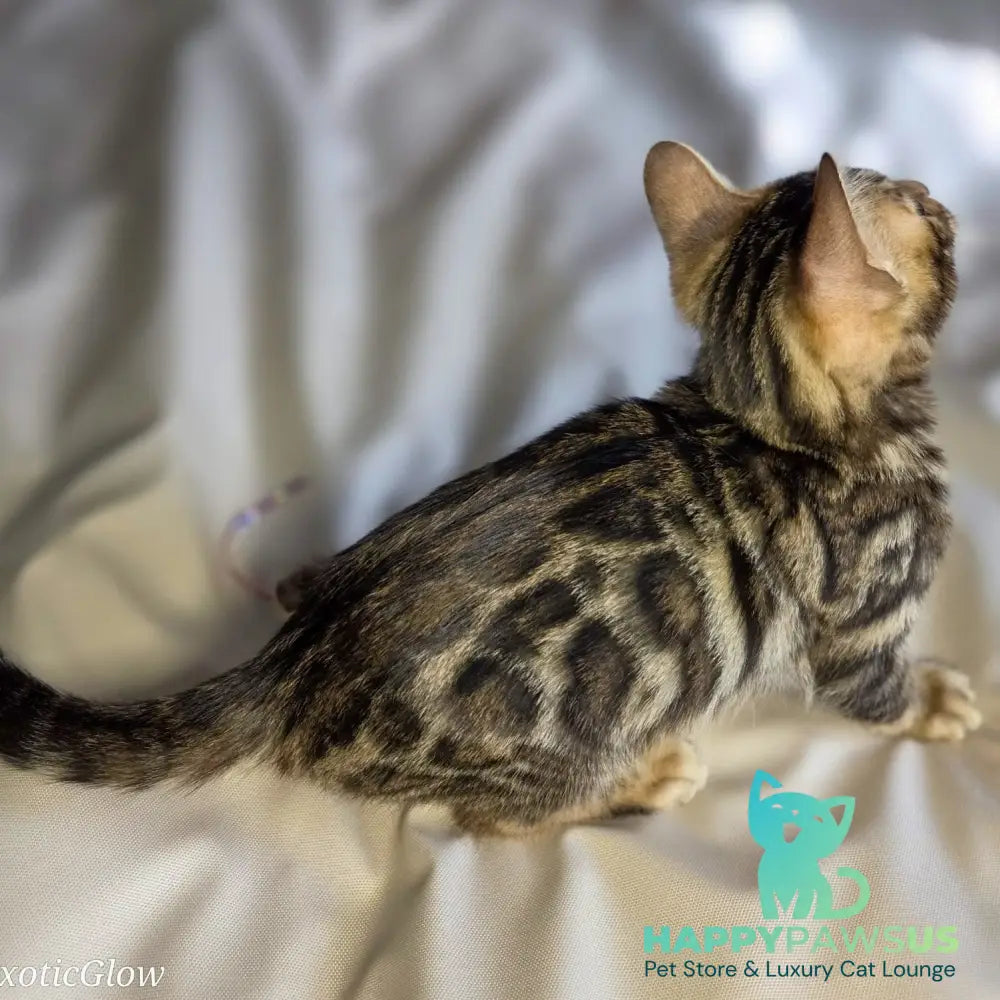 Maui Bengal male black spotted tabby - live animals