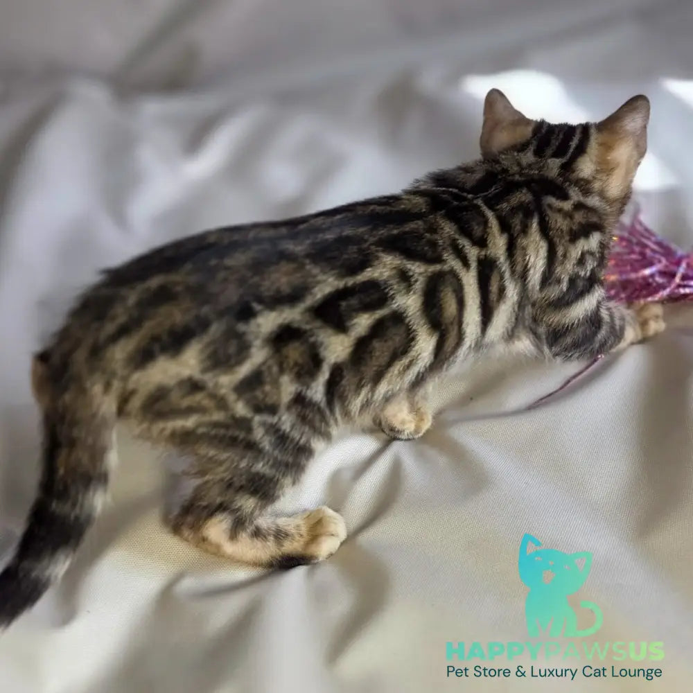 Maui Bengal male black spotted tabby - live animals