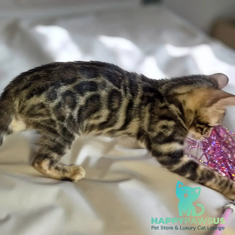 Maui Bengal male black spotted tabby - live animals