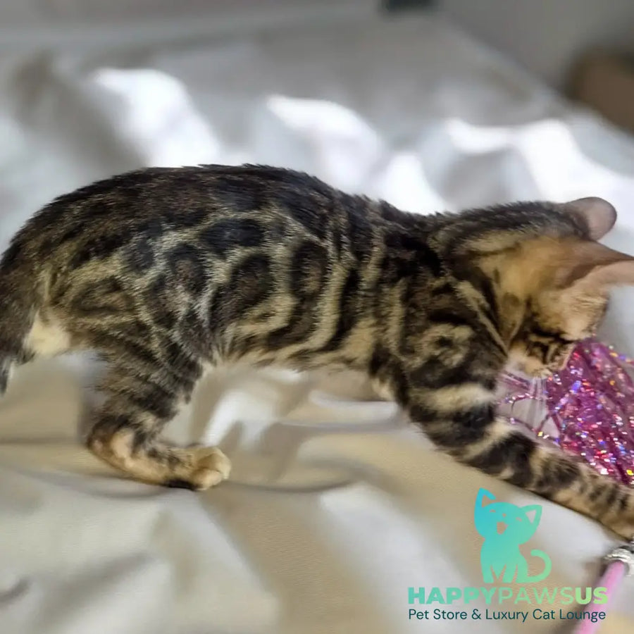 Maui Bengal male black spotted tabby - live animals