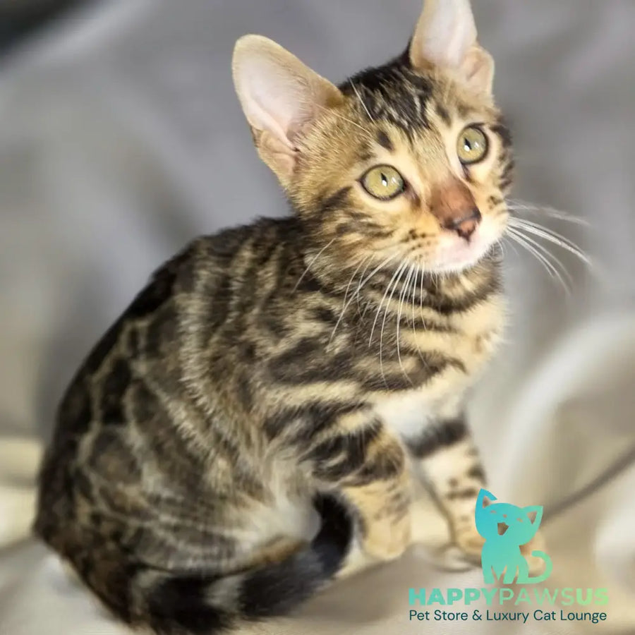 Maui Bengal male black spotted tabby - live animals