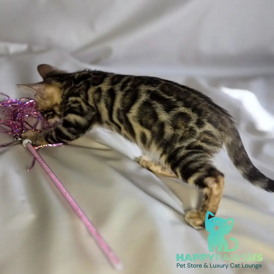 Maui Bengal male black spotted tabby - live animals