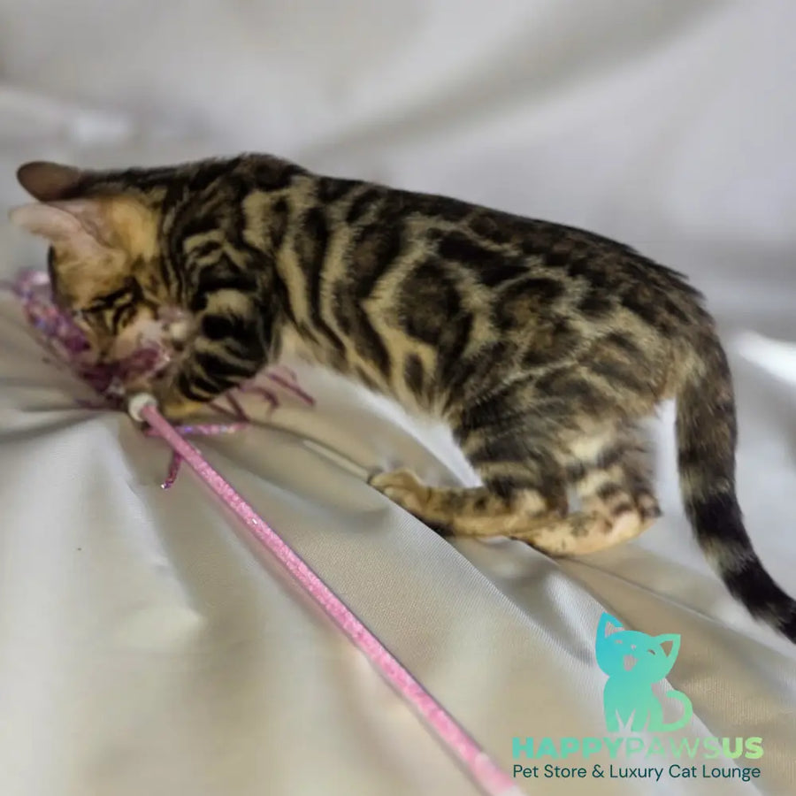 Maui Bengal male black spotted tabby - live animals