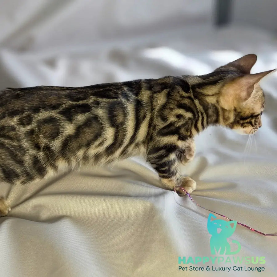Maui Bengal male black spotted tabby - live animals