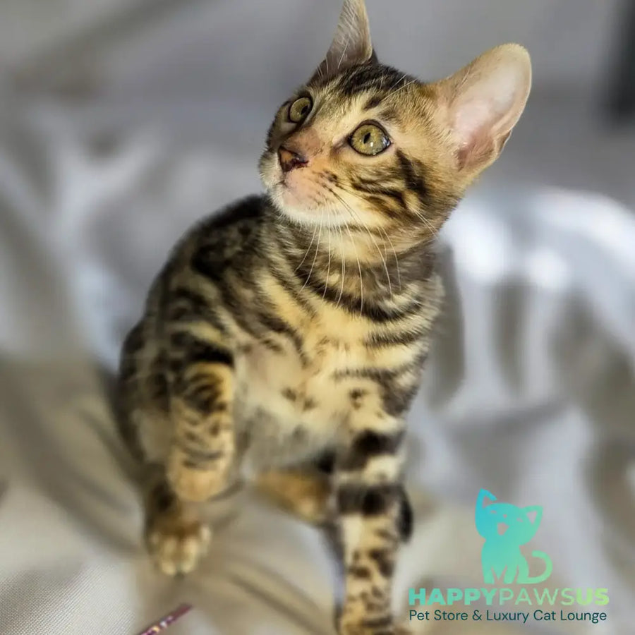 Maui Bengal male black spotted tabby - live animals
