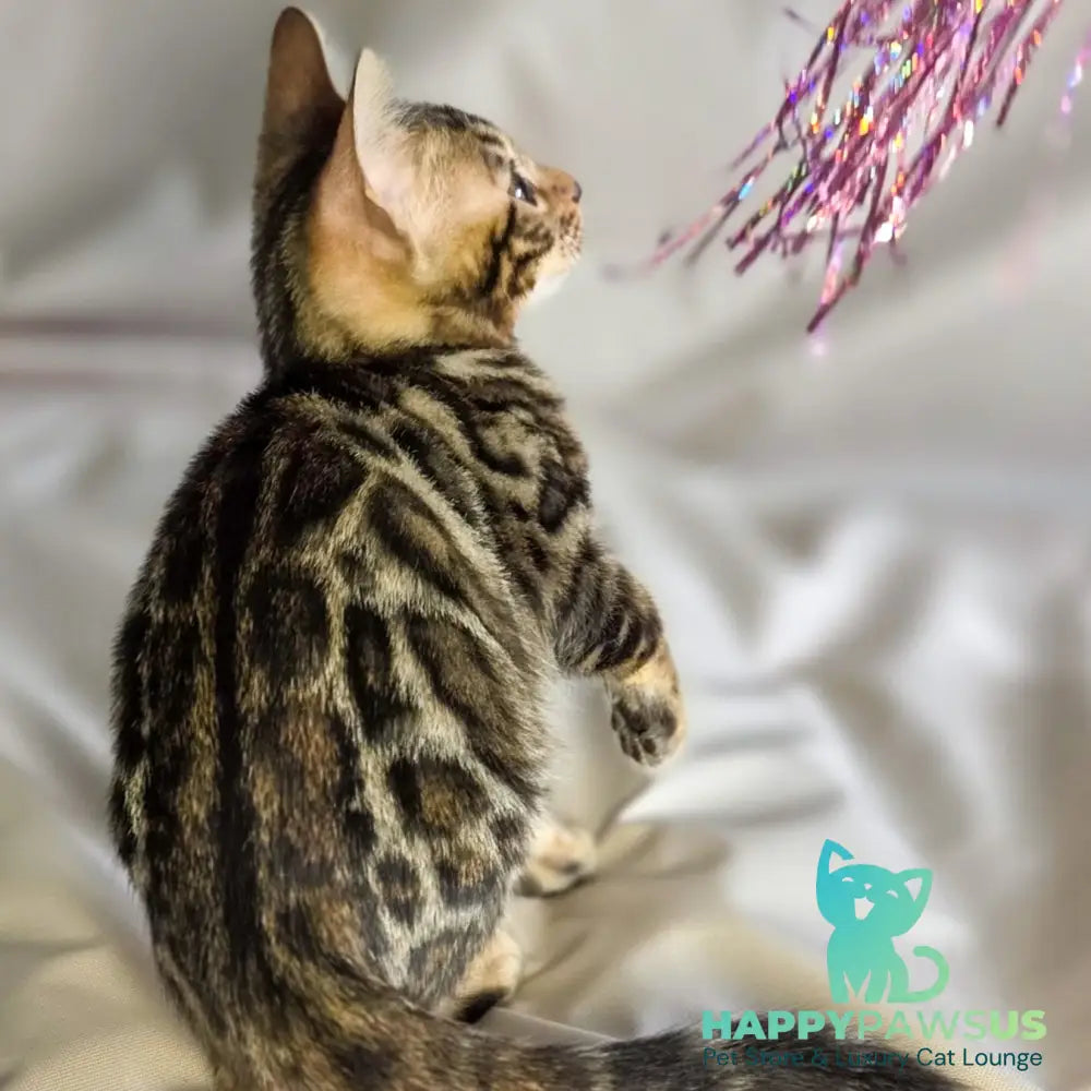 Maui Bengal male black spotted tabby - live animals